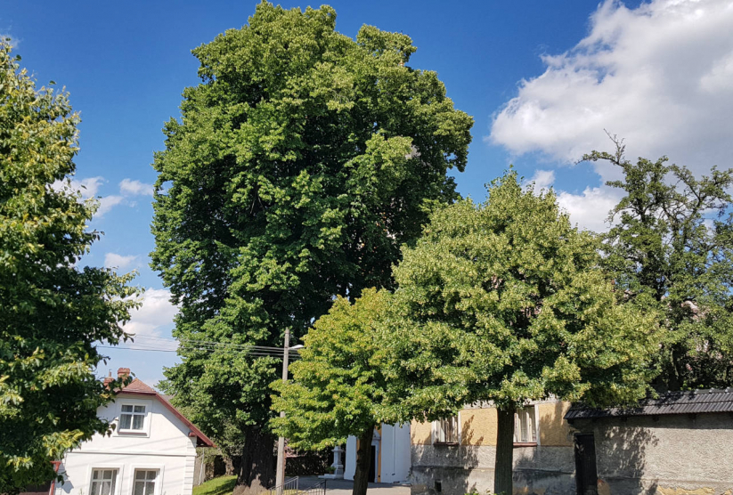 Památný strom lípa u kostela Březová u Vítkova