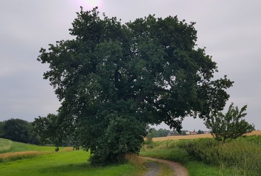 Památný strom U dubu v Březové