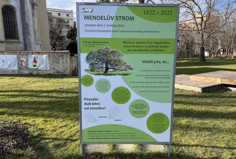 Mendelův strom v Opavě