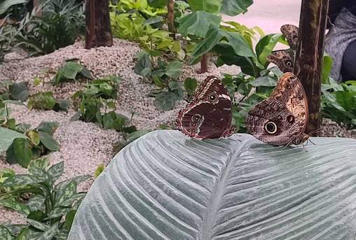 Papilonia - Motýlí dům v Ostravě