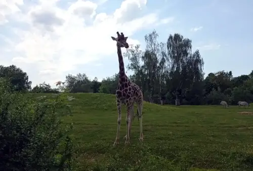 Do Safari ve Dvoře Králové nad Labem místo do Afriky