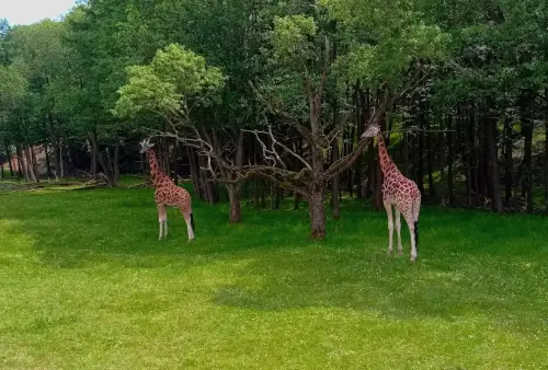 Do Safari ve Dvoře Králové nad Labem místo do Afriky