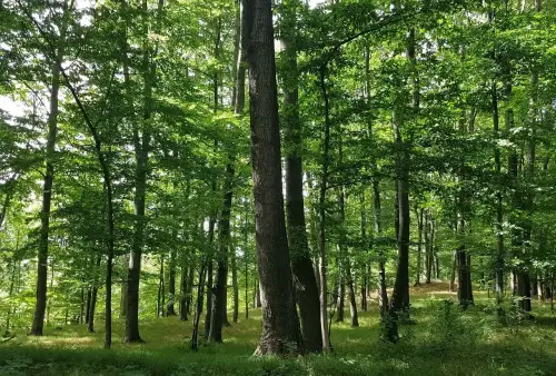 Zřícenina hradu Vikštejn - les