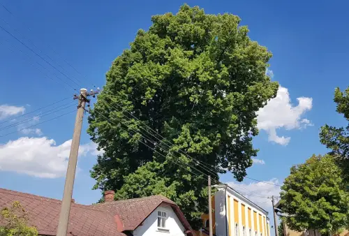 Památný strom lípa u kostela Březová u Vítkova