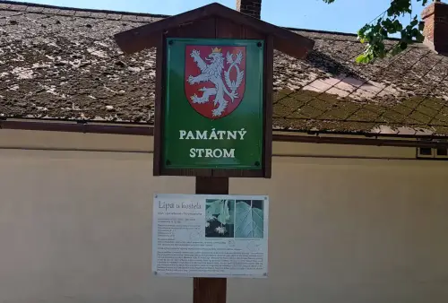 Památný strom lípa u kostela Březová u Vítkova