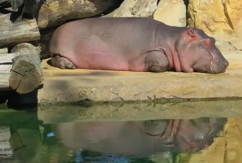 ZOO Praha