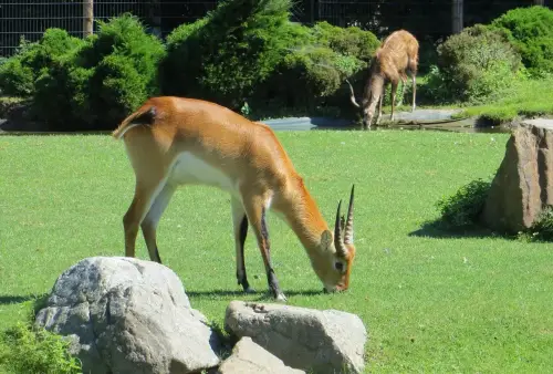 ZOO Praha