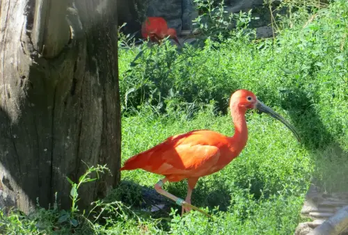 ZOO Praha
