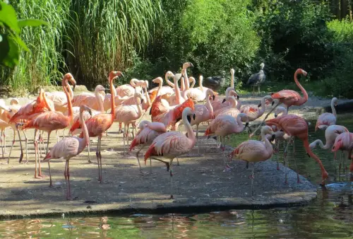ZOO Praha