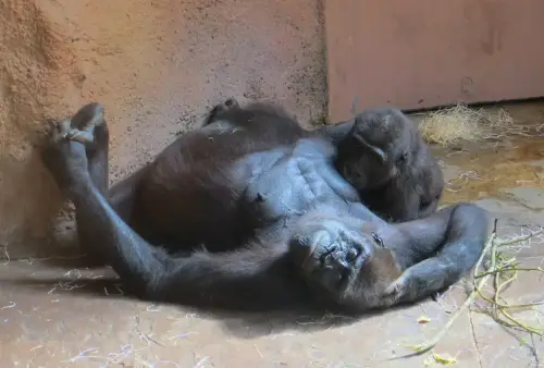 ZOO Praha